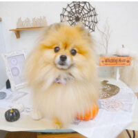 【池下店】2022年10月21日のワンちゃん達♪