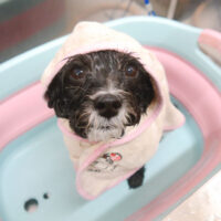 【池下店】2022年10月22日のワンちゃん達♪