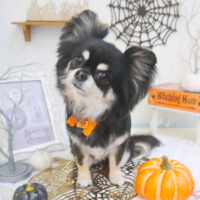 【池下店】2022年10月23日のワンちゃん達♪