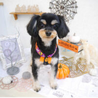 【池下店】2022年10月29日のワンちゃん達♪