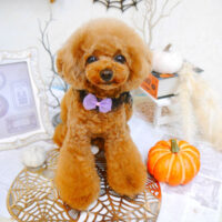 【池下店】2022年10月31日のワンちゃん達♪