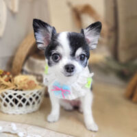 【本店】2022年11月4日のワンちゃん達♪