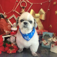 【本店】2022年11月30日のワンちゃん達♪