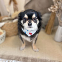 【本店】2022年11月19日のワンちゃん達♪