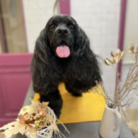 【本店】2022年11月23日のワンちゃん達♪