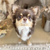 【本店】2022年11月24日のワンちゃん達♪