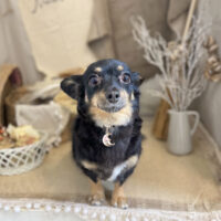 【本店】2022年11月26日のワンちゃん達♪　