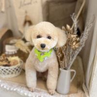 【本店】2022年11月12日のワンちゃん達♪