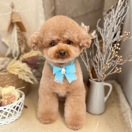 【本店】2022年11月17日のワンちゃん達♪