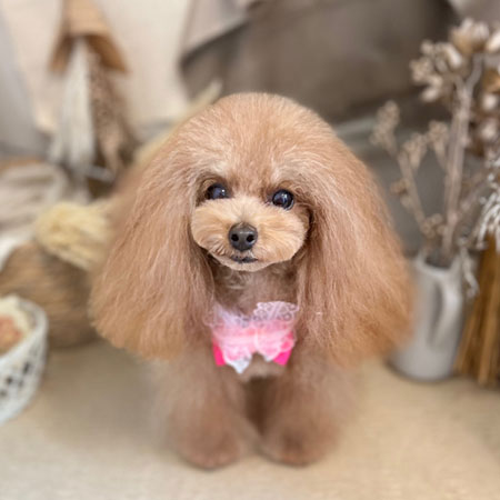 【本店】2022年11月21日のワンちゃん達♪