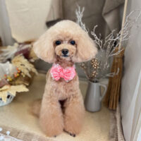 【本店】2022年11月25日のワンちゃん達♪