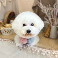 【本店】2022年11月27日のワンちゃん達♪