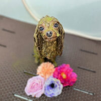 【本店】2022年11月5日のワンちゃん達♪