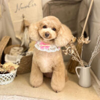 【本店】2022年11月6日のワンちゃん達♪