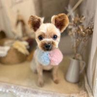 【本店】2022年11月13日のワンちゃん達♪