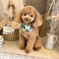 【本店】2022年11月14日のワンちゃん達♪