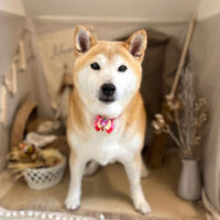 【本店】2022年11月18日のワンちゃん達♪