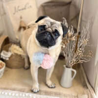 【本店】2022年11月20日のワンちゃん達♪