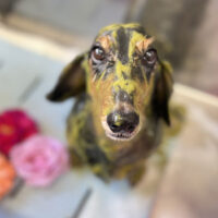 【本店】2022年11月3日のワンちゃん達♪