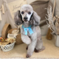 【本店】2022年11月7日のワンちゃん達♪