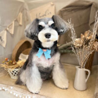 【本店】2022年11月10日のワンちゃん達♪