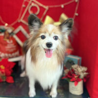 【本店】2022年11月28日のワンちゃん達♪