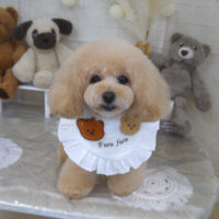 【山手店】2022年11月4日のワンちゃん達♪