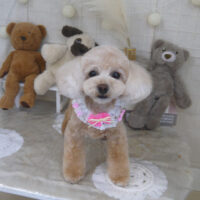 【山手店】2022年11月10日のワンちゃん達♪