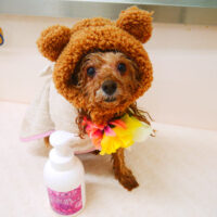 【山手店】2022年11月11日のワンちゃん達♪