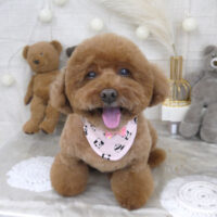 【山手店】2022年11月17日のワンちゃん達♪