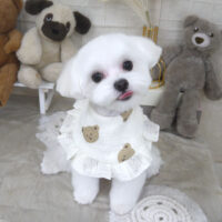 【山手店】2022年11月19日のワンちゃん達♪