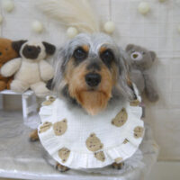 【山手店】2022年11月20日のワンちゃん達♪