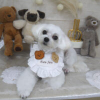 【山手店】2022年11月21日のワンちゃん達♪