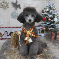 【山手店】2022年11月24日のワンちゃん達♪