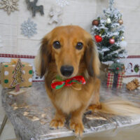 【山手店】2022年11月25日のワンちゃん達♪