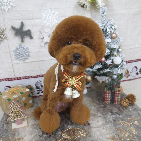 【山手店】2022年11月26日のワンちゃん達♪