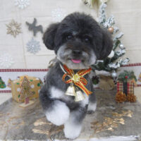 【山手店】2022年11月28日のワンちゃん達♪