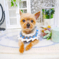 【池下店】2022年11月3日のワンちゃん達♪