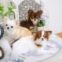 【池下店】2022年11月4日のワンちゃん達♪