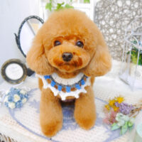 【池下店】2022年11月5日のワンちゃん達♪