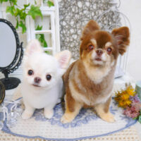 【池下店】2022年11月7日のワンちゃん達♪