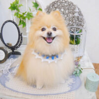 【池下店】2022年11月10日のワンちゃん達♪