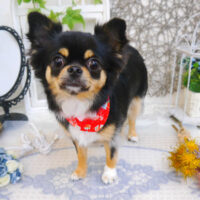 【池下店】2022年11月12日のワンちゃん達♪