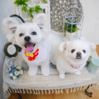 【池下店】2022年11月13日のワンちゃん達♪