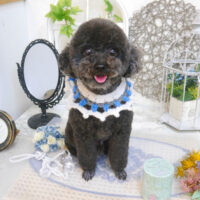 【池下店】2022年11月14日のワンちゃん達♪