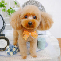 【池下店】2022年11月17日のワンちゃん達♪