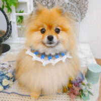 【池下店】2022年11月18日のワンちゃん達♪