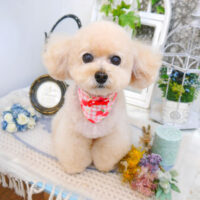 【池下店】2022年11月19日のワンちゃん達♪