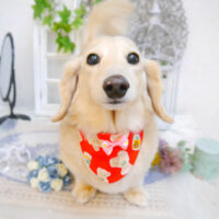 【池下店】2022年11月20日のワンちゃん達♪