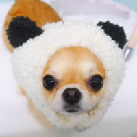 【池下店】2022年11月21日のワンちゃん達♪